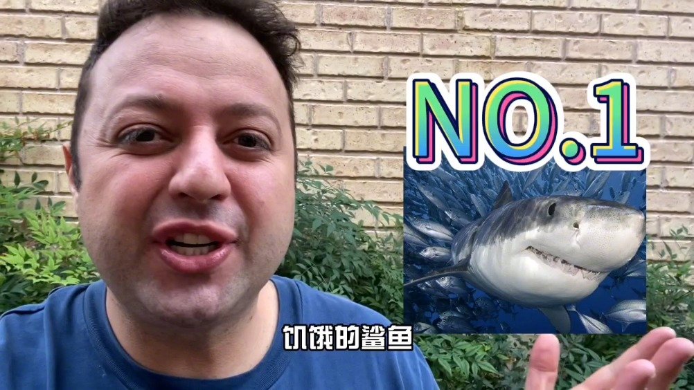 震惊! 澳大利亚考拉会偷车